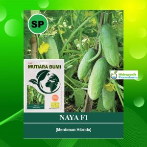 Benih Timun Mentimun Ketimun Naya F1 Cap Mutiara Bumi Isi 200 Butir Benih