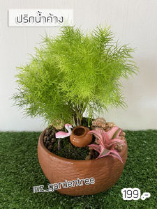 [ต้นไม้จริง]🍀🍀ปริกน้ำค้าง🍀🍀 ต้นไม้ ปริกน้ำค้าง ต้นปริกน้ำค้าง - Lazada