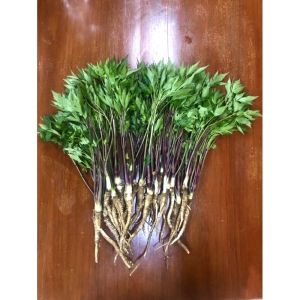 โสมตังกุยสด 1000g โสมขุดสด ส่งตามออเดอร์ บำรุงกำลัง บำรุงสตรี สด เก็บตามออเดอร์ ส่งตรงจากดอยอ่างขาง