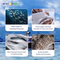 [Beacon Mart] Fresh Frozen Barramundi Steak Cut | Sabah Wild Caught | Ikan Siakap Steak Potong Segar 石甲鱼切片. 