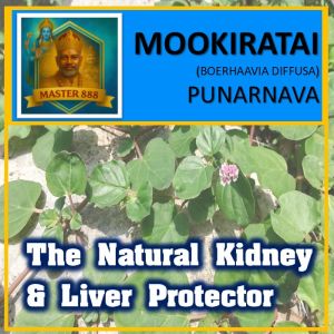 🌿 LIVE PLANT : MOOKIRATTAI (மூக்கிறட்டை) • BOERHAAVIA DIFFUSA • PUNARNAVA • RED SPIDERLING • SOTHAGHNI • SUGAR & FLUID B