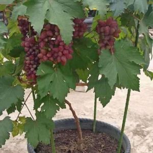 Bibit Anggur Import JUPITER 100% TERMURAH SIAP TANAM