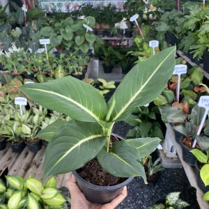 ต้นเสริมบารมี บารมีเศรษฐี ต้นไม้มงคล ต้นไม้ เสริมโชคลาภ พร้อมกระถาง 6นิ้ว ต้นไม้มงคลปลูกในบ้าน ต้นไม้ฟอกอากาศ ต้นไม้ปลูกในบ้าน ต้นไม้มงคล