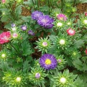 (Gói 50gram) Hạt Giống Hoa Cúc Đà Lạt Nhiều Màu THÊ GIỚI GIỐNG HOA