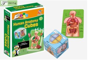 DIY Human Anatomy Cubes for Kid STEM Science Experiment Building Assembly Toy For Children [SG STOCK]