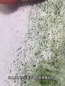 【✅SG Stock】Wall Mold Remover Spray 430ml for White Walls Tiles Rubber Rings Gaps Mold Mildew除霉