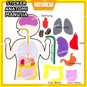 Alat Peraga Edukatif Tk - Edukasi And Produktivitas - Poster Organ Tubuh Manusia - Puzzle Anatomi Tubuh DIY Pencernaan Manusia - 288-Sticker puzzle organ