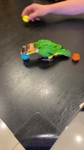 Bird Toys Toy Scratching Supplies Toy Wishlistforyou Rattan Bite Training Parrot Balls Interactive Foot Birds Parrot for Toy Chewing 10Pcs Parakeet Budgie