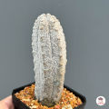 ยูโฟเบีย แอ๊ปเดล Euphorbia Abdelkuri แคคตัส กระบองเพชร cactus&succulent. 