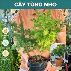 Cây Tùng Nho Trồng Trang Trí Ban Công Đẹp Và Dễ Chăm Sóc Jun Garden