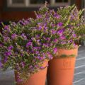 Purple Taiwan Flower / 台湾紫花 / Bunga Taiwan Ungu / ताइवान बैंगनी फूल (Singapore: Beauty Taiwan Plant) – Bright Purple Blo. 