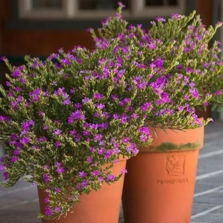 Purple%20Taiwan%20Flower%20/%20%E5%8F%B0%E6%B9%BE%E7%B4%AB%E8%8A%B1%20/%20Bunga%20Taiwan%20Ungu%20/%20%E0%A4%A4%E0%A4%BE%E0%A4%87%E0%A4%B5%E0%A4%BE%E0%A4%A8%20%E0%A4%AC%E0%A5%88%E0%A4%82%E0%A4%97%E0%A4%A8%E0%A5%80%20%E0%A4%AB%E0%A5%82%E0%A4%B2%20(Singapore:%20Beauty%20Taiwan%20Plant)%20%E2%80%93%20Bright%20Purple%20Blo%20-%20Image%203