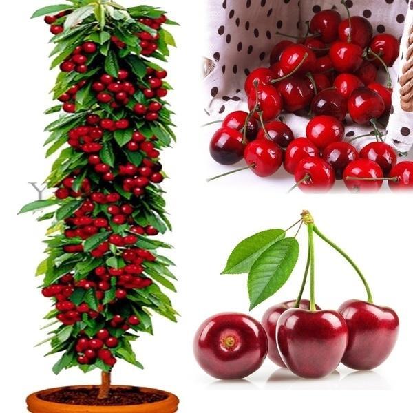 Cheer Seeds Tree 30Pcs Cherry Seeds Organic Seeds Fruit Seeds Bonsai Tree High Seed In ...