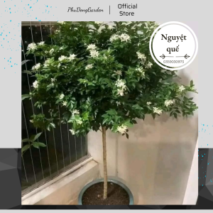 Hoa nguyệt quế cao 40 - 50cm đã có hoa | Hoa cực thơm siêu hoa dễ chăm sóc trang trí sân vườn ban công (ảnh thật)!