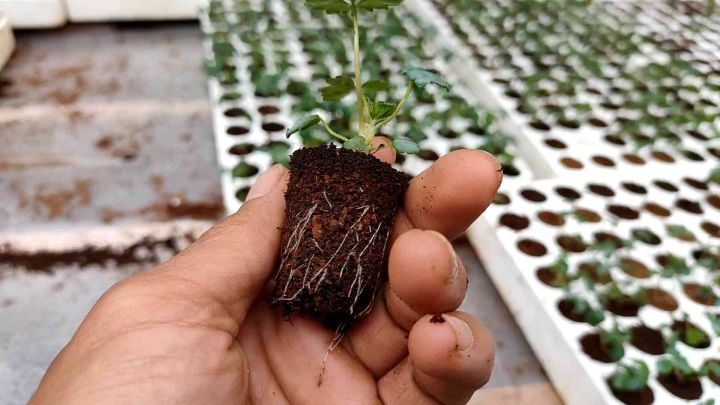 6 Cây Giống Dâu Tây Mỹ Albion Chất Lượng