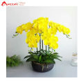 Hoa giả, chậu hoa lan hồ điệp cao su cao cấp cao 60cm loại xịn đẹp giống thật trang trí nhà cửa, phòng khách, decor văn phòng, cửa hàng, khách sạn, spa sang trọng, bình lan hồ điệp làm quà tặng khai trương, khánh thành Anzzar BL-01. 