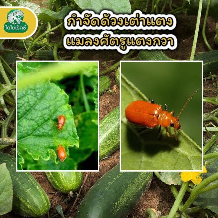 %E0%B8%81%E0%B8%B3%E0%B8%88%E0%B8%B1%E0%B8%94%E0%B9%81%E0%B8%A1%E0%B8%A5%E0%B8%87%E0%B8%A8%E0%B8%B1%E0%B8%95%E0%B8%A3%E0%B8%B9%E0%B8%9E%E0%B8%B7%E0%B8%8A%20%E0%B8%A2%E0%B8%B2%E0%B8%86%E0%B9%88%E0%B8%B2%E0%B8%94%E0%B9%89%E0%B8%A7%E0%B8%87%E0%B9%80%E0%B8%95%E0%B9%88%E0%B8%B2%E0%B9%81%E0%B8%95%E0%B8%87%20%E0%B9%83%E0%B8%99%E0%B9%81%E0%B8%95%E0%B8%87%E0%B8%81%E0%B8%A7%E0%B8%B2%20%E0%B9%81%E0%B8%A5%E0%B8%B0%20%E0%B8%9E%E0%B8%B7%E0%B8%8A%E0%B8%97%E0%B8%B8%E0%B8%81%E0%B8%8A%E0%B8%99%E0%B8%B4%E0%B8%94%20%E0%B8%9A%E0%B8%B4%E0%B8%A7%E0%B8%97%E0%B8%B2%E0%B9%80%E0%B8%A3%E0%B9%87%E0%B8%81%E0%B8%8B%E0%B9%8C%20%E0%B9%82%E0%B8%94%E0%B8%A2%20%E0%B9%84%E0%B8%94%E0%B9%82%E0%B8%99%E0%B9%80%E0%B8%A3%E0%B9%87%E0%B8%81%E0%B8%8B%E0%B9%8C%20-%20Image%203