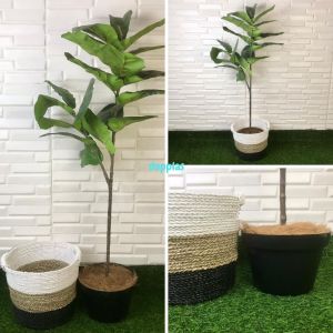 Pohon Plastik Tanaman Artificial Ketapang X2 T120 Latex Cover Pot Seagrass Handle Dekorasi Ruang Tamu