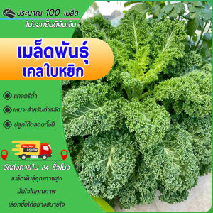 100เมล็ เมล็ดพันธุ์ดเคลใบหยิก คะน้าเคล   เคลใบหยิก คะน้าเคลใบหยิก งอกดี(Kale) เมล็ดพันธุ์ เมล็ดผัก  ปลูกง่าย โตไว ผลผลิตสูง