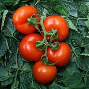 KAMATIS QUALITY SEED`S HYBRID " APOLLO "VARIETY
