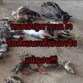 ยาเบื่อนกพิราบกำจัดพิราบและนกทุกชนิด เหยื่อกำจัดนกพิราบ ยาฆ่านกพิราบ500g ทำลายอวัยวะภายในตายใน 1ชม. ยาเบื่อนก พิราบ แห้งเร็วและไม่มีกลิ่น กินง่ายตายไว ชนิดไม่ต้องผสมอาหาร ยาเบื่อนก เห็นผลชัวร์ 100% ไม่มีนกรบกวน ไล่นกพิราบถาวร ยาไล่นกพิราบ. 