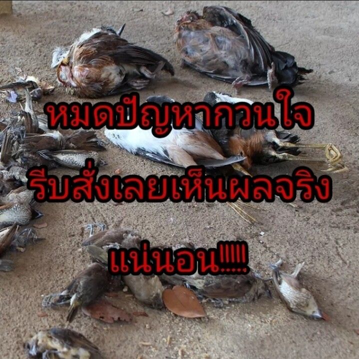 %E0%B8%A2%E0%B8%B2%E0%B9%80%E0%B8%9A%E0%B8%B7%E0%B9%88%E0%B8%AD%E0%B8%99%E0%B8%81%E0%B8%9E%E0%B8%B4%E0%B8%A3%E0%B8%B2%E0%B8%9A%E0%B8%81%E0%B8%B3%E0%B8%88%E0%B8%B1%E0%B8%94%E0%B8%9E%E0%B8%B4%E0%B8%A3%E0%B8%B2%E0%B8%9A%E0%B9%81%E0%B8%A5%E0%B8%B0%E0%B8%99%E0%B8%81%E0%B8%97%E0%B8%B8%E0%B8%81%E0%B8%8A%E0%B8%99%E0%B8%B4%E0%B8%94%20%E0%B9%80%E0%B8%AB%E0%B8%A2%E0%B8%B7%E0%B9%88%E0%B8%AD%E0%B8%81%E0%B8%B3%E0%B8%88%E0%B8%B1%E0%B8%94%E0%B8%99%E0%B8%81%E0%B8%9E%E0%B8%B4%E0%B8%A3%E0%B8%B2%E0%B8%9A%20%E0%B8%A2%E0%B8%B2%E0%B8%86%E0%B9%88%E0%B8%B2%E0%B8%99%E0%B8%81%E0%B8%9E%E0%B8%B4%E0%B8%A3%E0%B8%B2%E0%B8%9A500g%20%E0%B8%97%E0%B8%B3%E0%B8%A5%E0%B8%B2%E0%B8%A2%E0%B8%AD%E0%B8%A7%E0%B8%B1%E0%B8%A2%E0%B8%A7%E0%B8%B0%E0%B8%A0%E0%B8%B2%E0%B8%A2%E0%B9%83%E0%B8%99%E0%B8%95%E0%B8%B2%E0%B8%A2%E0%B9%83%E0%B8%99%201%E0%B8%8A%E0%B8%A1.%20%E0%B8%A2%E0%B8%B2%E0%B9%80%E0%B8%9A%E0%B8%B7%E0%B9%88%E0%B8%AD%E0%B8%99%E0%B8%81%20%E0%B8%9E%E0%B8%B4%E0%B8%A3%E0%B8%B2%E0%B8%9A%20%E0%B9%81%E0%B8%AB%E0%B9%89%E0%B8%87%E0%B9%80%E0%B8%A3%E0%B9%87%E0%B8%A7%E0%B9%81%E0%B8%A5%E0%B8%B0%E0%B9%84%E0%B8%A1%E0%B9%88%E0%B8%A1%E0%B8%B5%E0%B8%81%E0%B8%A5%E0%B8%B4%E0%B9%88%E0%B8%99%20%E0%B8%81%E0%B8%B4%E0%B8%99%E0%B8%87%E0%B9%88%E0%B8%B2%E0%B8%A2%E0%B8%95%E0%B8%B2%E0%B8%A2%E0%B9%84%E0%B8%A7%20%E0%B8%8A%E0%B8%99%E0%B8%B4%E0%B8%94%E0%B9%84%E0%B8%A1%E0%B9%88%E0%B8%95%E0%B9%89%E0%B8%AD%E0%B8%87%E0%B8%9C%E0%B8%AA%E0%B8%A1%E0%B8%AD%E0%B8%B2%E0%B8%AB%E0%B8%B2%E0%B8%A3%20%E0%B8%A2%E0%B8%B2%E0%B9%80%E0%B8%9A%E0%B8%B7%E0%B9%88%E0%B8%AD%E0%B8%99%E0%B8%81%20%E0%B9%80%E0%B8%AB%E0%B9%87%E0%B8%99%E0%B8%9C%E0%B8%A5%E0%B8%8A%E0%B8%B1%E0%B8%A7%E0%B8%A3%E0%B9%8C%20100%25%20%E0%B9%84%E0%B8%A1%E0%B9%88%E0%B8%A1%E0%B8%B5%E0%B8%99%E0%B8%81%E0%B8%A3%E0%B8%9A%E0%B8%81%E0%B8%A7%E0%B8%99%20%E0%B9%84%E0%B8%A5%E0%B9%88%E0%B8%99%E0%B8%81%E0%B8%9E%E0%B8%B4%E0%B8%A3%E0%B8%B2%E0%B8%9A%E0%B8%96%E0%B8%B2%E0%B8%A7%E0%B8%A3%20%E0%B8%A2%E0%B8%B2%E0%B9%84%E0%B8%A5%E0%B9%88%E0%B8%99%E0%B8%81%E0%B8%9E%E0%B8%B4%E0%B8%A3%E0%B8%B2%E0%B8%9A%20-%20Image%208