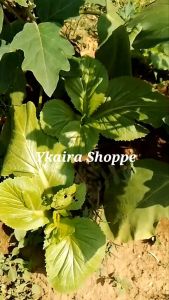 Buy 1 Pechay Seeds Take 1 Mustasa Seeds Vegetable Binhi pantanim