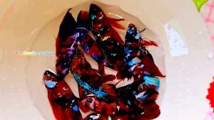 ปลากัดกาแลคซี่ ตัวผู้ คละสีจัดสวย 🌟พร้อมผสมพันธุ์❤️ นีโม่-เรด-เยลโล่-แบล็คกาแลคซี่ Bettafish❤️ ตัวผู้ขนาด 1.3-1.6 กินไฑบริเวณปลากัด สวยๆ ทุกวัย ปลากัดกาแลคซี่ 🌟 สำหรับคนที่มีความสนใจสำหรับปลากัดกาแลคซี่ ในรูปแบบที่นี่ ถูกปรับ