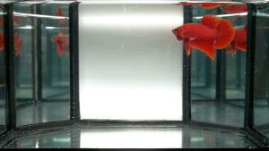 Super Red Ikan Laga Betta Ikan Cupang SUPERRED