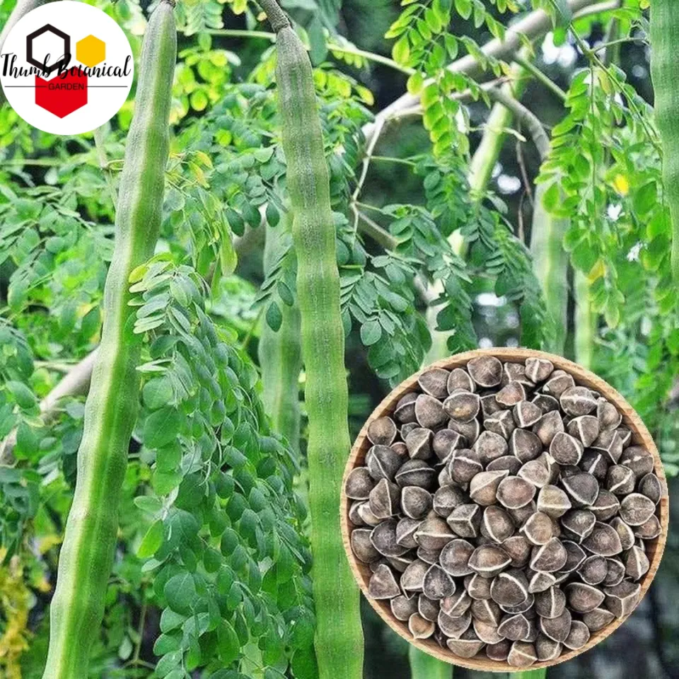 Bonsai Moringa Tree Plant Seeds (10 Seed) Malunggay for Planting Vegetable  Plants 10 Pack Vegetable Seeds Seed Type Vegetable Seeds - Lazada | Lazada  PH