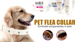 KALUNG ANTI KUTU ANJING DAN KUCING AMPUH