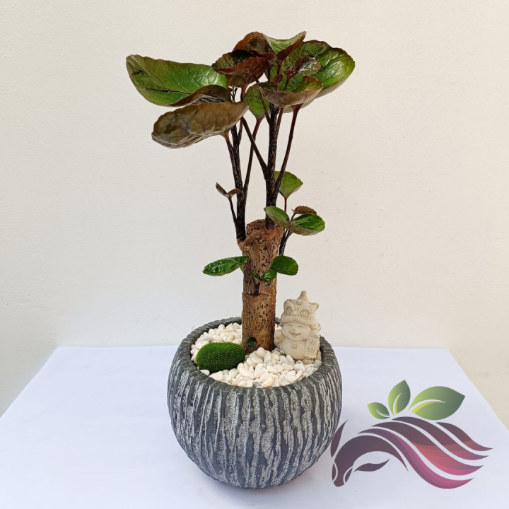 Polyscias Fabian One Head     Bonsai with Ceramic Pot by  LS Groupup Indoor Plants Bonsai Money Tree Plant Round Leaf Fortune Tree -  Lazada | Lazada