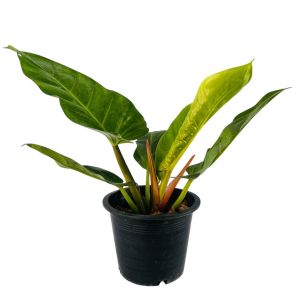 ต้นเศรษฐีรวยทรัพย์ พร้อมกระถาง