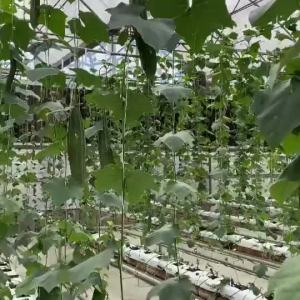 Patola Tagalog Seeds(20Seeds/Pack)Fresh Long Ridged Patola Seeds Long Gourd Seeds Vegetables Seeds