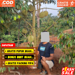 Pohon / Bibit Durian Bawor Super Unggul Cepat Berbuah ( Tanam Dalam Pot )