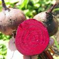 [Easy to grow in the Philippines] 100pcs Fresh Beetroot Seeds buto ng gulay Sugar Beets Seeds Heirloom Dark Red Beet Seeds High Yield Organic Vegetable Seeds for Planting Vegetables Seeds for Gardening Bonsai Seeds Potted Live Plants for Sale rijk zwaan. 