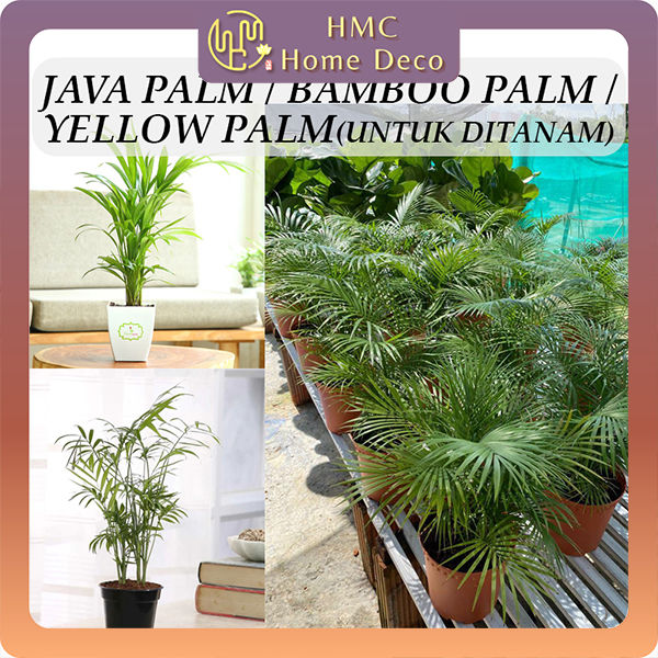 HMC Pokok Java Palm / Bamboo Palm / Yellow Palm Untuk Ditanam Real Live ...