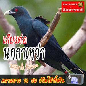 เสียงต่อ นกกาเหว่า แฟลชไดร์ฟ USB เสียงดังฟังชัด เปิดปุ๊บมาปั๊บ เสียงนกแท้ เสียงดังฟังชัด100%