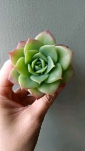 READY Stock Succulents X Graptoveria" Jadeita"