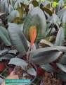 Rubber Tree " Ficus Elastica Burgundy " With FREE Plastic Pot and Garden Soil  (  Real and Lowest Price ) AGs Infinity Shop Limited Stock Only. 