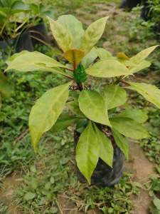 bibit tanaman jarum tujuh bilah ( obat herbal)