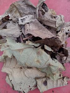 Daun Bintinu Kering / Obat Herbal Daun Bintinu Kering Alami