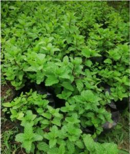 Organic Peppermint Leaves / Herbs ( Freshly Picked) 30grams