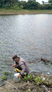 Essen Siap Pakai Durian Susu Campedak 30ml Spesial Ikan Mas Anti Bocos Total Rame Kilogebrus Target Indukan Lomba/Harian Kondisi Air Rawa/Tawar/Siang/Malam/Kemarau/Hujan