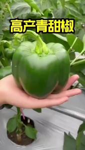 Extra-large sweet peppers large sweet peppers green peppers bell peppers chili peppers vegetables for the balcony in spring autumn and winter