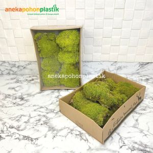 Lumut Box Natural Lumut Artificial Box Dekorasi Taman Dekorasi Rumah