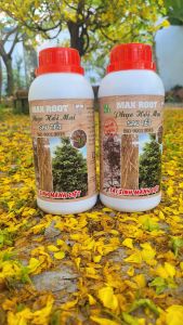 [Freeship Max] PHỤC HỒI MAI SAU TẾT chai 500ml cung cấp dinh dưỡng cho mai sau khi ra hoa_VTNN TRUNG THIEN THINH