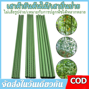 【ร้านค้ากรุงเทพ จัดส่ง 24 ชม】BPM ไม้ค้ำต้นไม้ ไม้หลัก เสาค้ำต้นไม้ เสามะเขือเทศ หลักไม้เลื้อย เสาไม้เลื้อย ซุ้มไม้เลื้อย โครงเหล็กซุ้ม โครงไม้เลื้อย ไม้ค้ำยันต้นไม้ ซุ้มต้นไม้ หลักไม้ค้ำ สาค้ำผักสวนครัว เสาองุ่น ซุ้มกุหลาบ ซุ้มไม้ดอก
