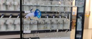 *RANDOM PICK*  Yellow Fancy Marble Betta fish/ ikan laga  S / S+/ M Junior