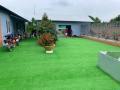 Thảm cỏ nhân tạo trải sàn sân vườn 2cm đế bạt không bụi cuộn 2m x25m cuộn 50m  cỏ  như vi deo.,thảm cỏ nhựa  lót sàn  vỉa hè lối đi. 